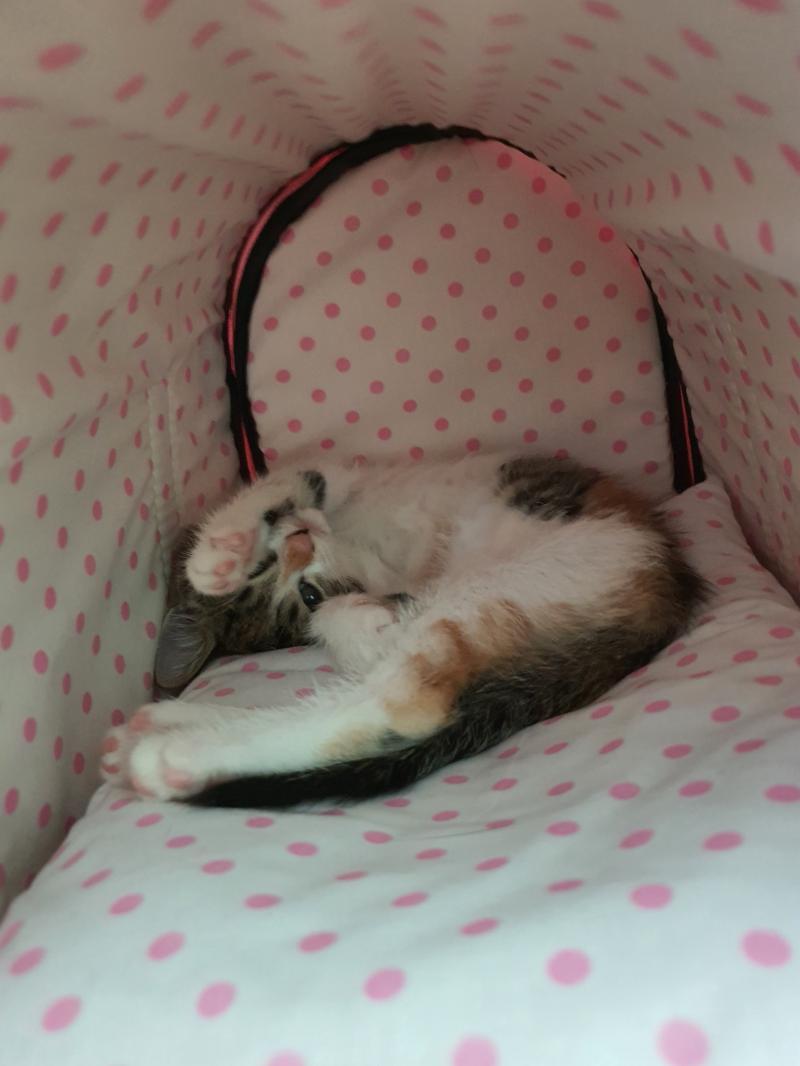 싫엉 고양이 자랑할거야