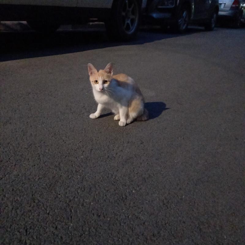 코! 나도 고양이 사진 뿌린당