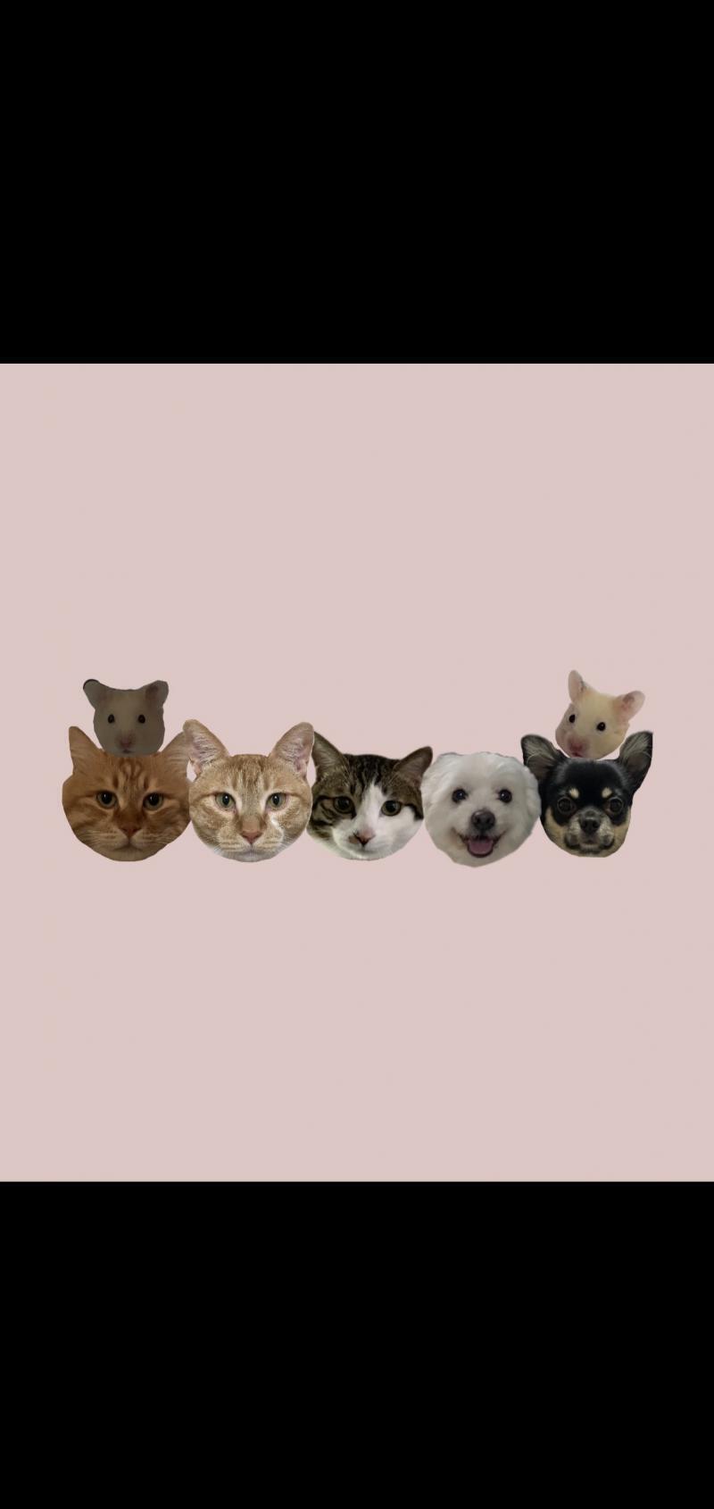 내가만든고다ㅎㅎㅎ자랑하고싶었어ㅎㅎ 우리집 고냥이들ㅎㅎ 발너무귀엽지않아?☺️