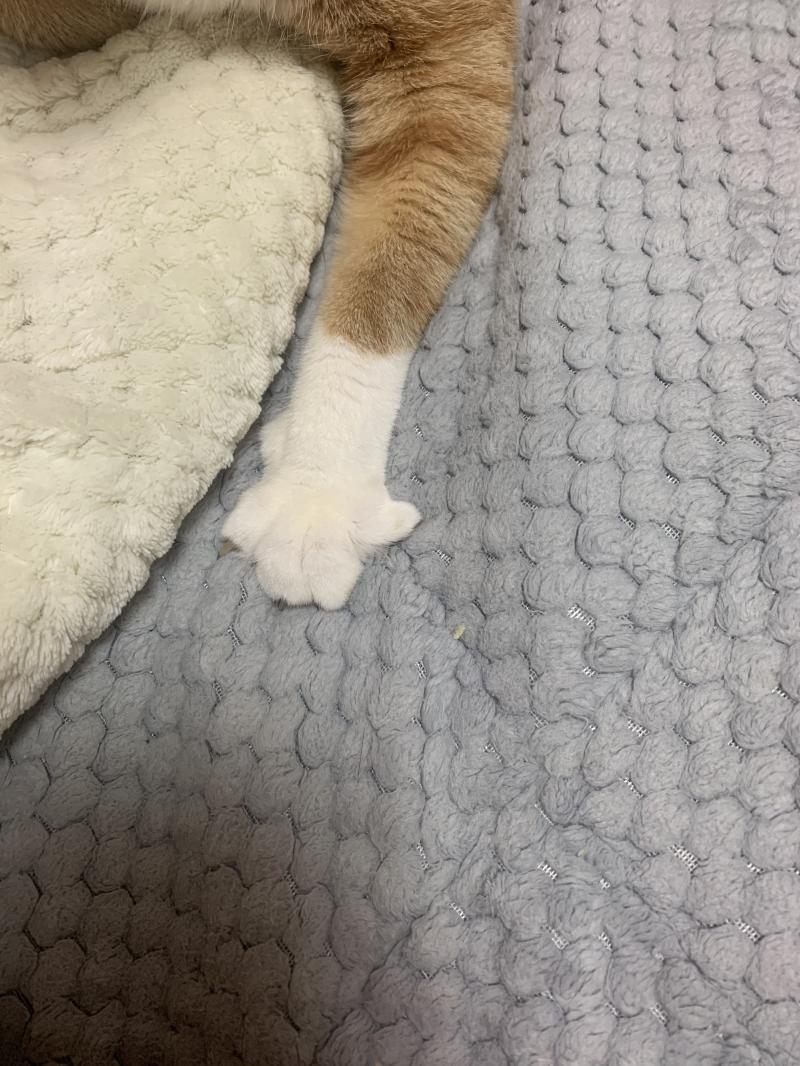 내가만든고다ㅎㅎㅎ자랑하고싶었어ㅎㅎ 우리집 고냥이들ㅎㅎ 발너무귀엽지않아?☺️