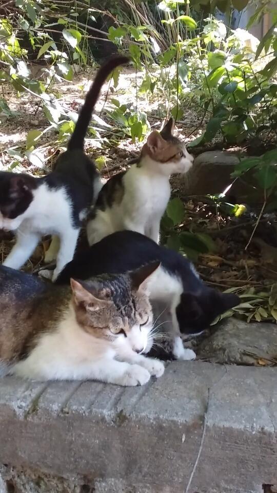 요즘 내가 돌보는 고양이 가족(총 6마리, 다 못찍음..)이야! 첫번째 독사진은 고양이 가족 중 막내!