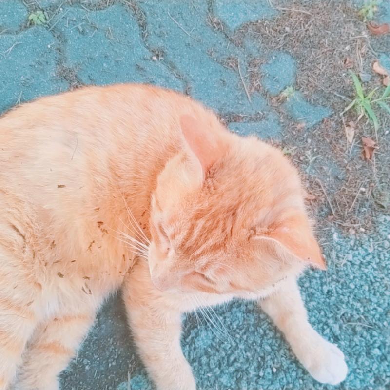 스레주는 아니지만 고귀한 길냥이 사진을 주겠다 카메라를 봐주지 않았어..