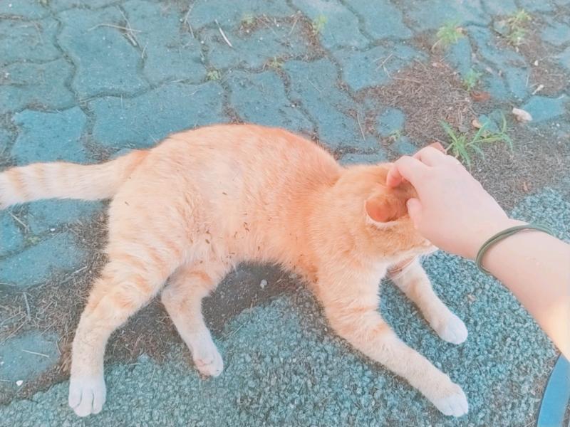 스레주는 아니지만 고귀한 길냥이 사진을 주겠다 카메라를 봐주지 않았어..