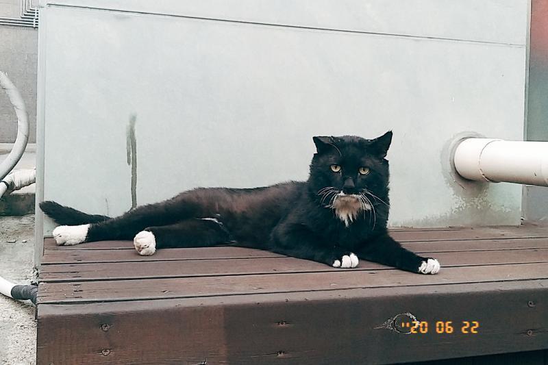 잉잉 많이 찍어둘걸.. 치즈냥이랑 헤어지고 집 근처에서 만난 턱시도냥이