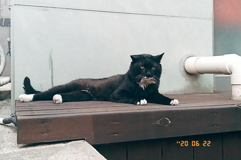 잉잉 많이 찍어둘걸.. 치즈냥이랑 헤어지고 집 근처에서 만난 턱시도냥이