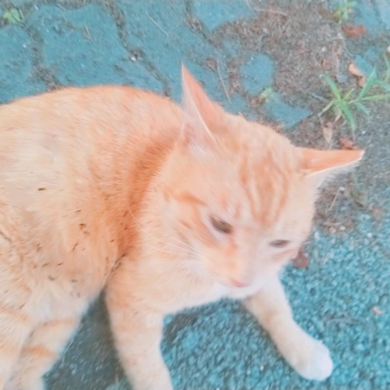잉잉 많이 찍어둘걸.. 치즈냥이랑 헤어지고 집 근처에서 만난 턱시도냥이