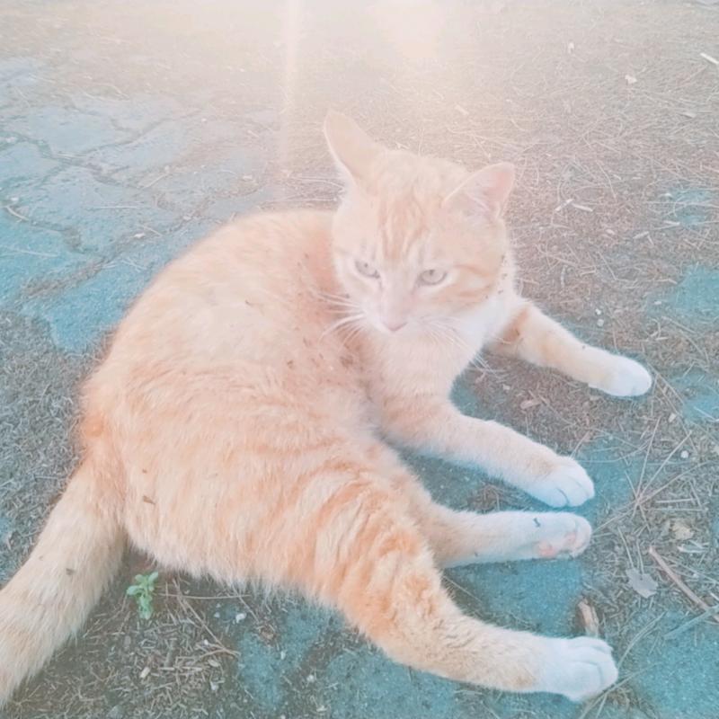 스레주는 아니지만 고귀한 길냥이 사진을 주겠다 카메라를 봐주지 않았어..