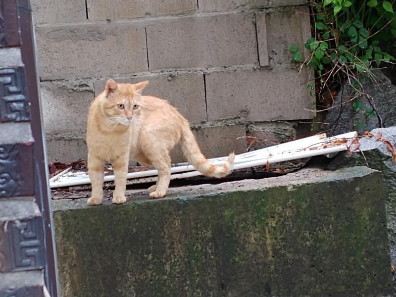 다들 고양이 사진 올리니까 나도 올리고 싶어서 오늘 본 고양이 사진이다.