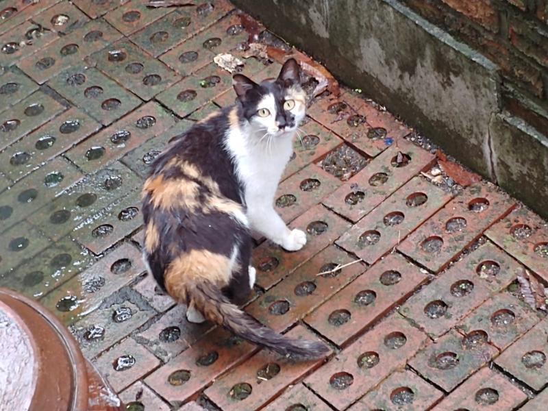 다들 고양이 사진 올리니까 나도 올리고 싶어서 오늘 본 고양이 사진이다.