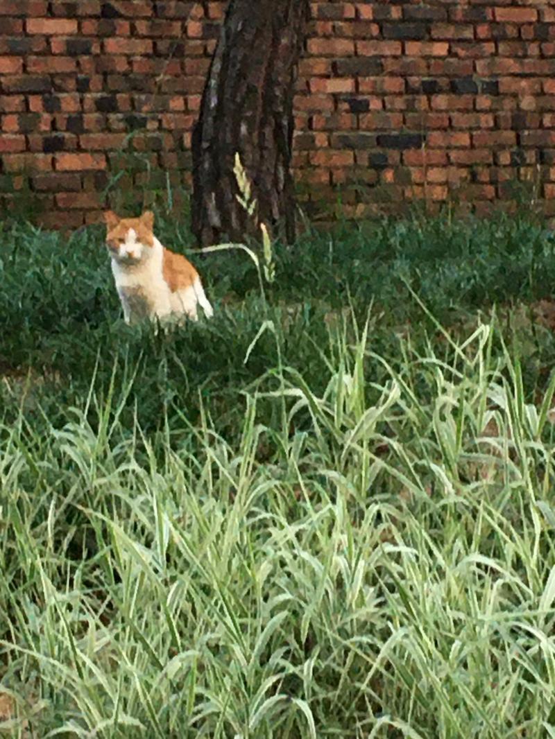 야옹이