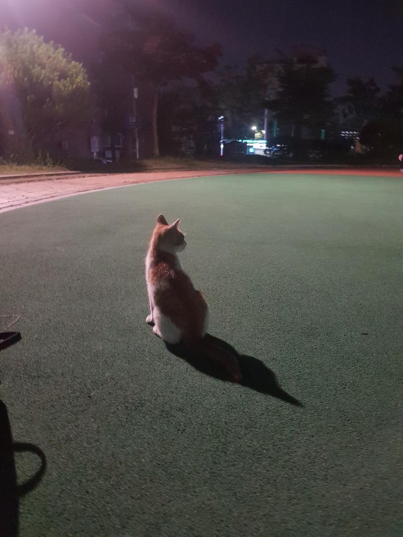 고3이라 독서실끝나고 놀이터쪽 지나가는데 만나는 애기 ㅎㅎ 근데 요즘에 안보여서 너무슬퍼 ㅠㅜㅜ 누가 데리고갔나..