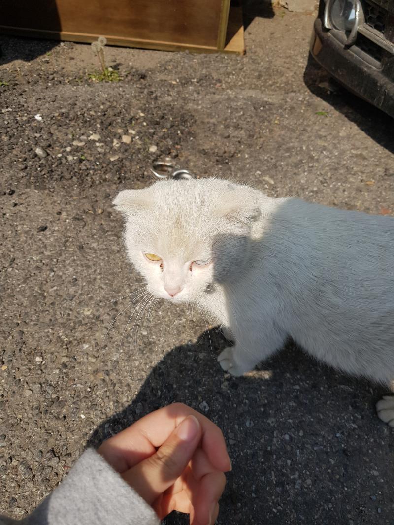 유기묘 추정 길냥이