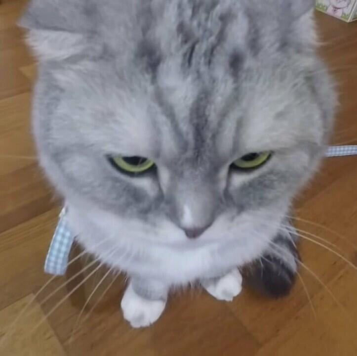 아이언 개귀여워 미친 ..... . .. . . . .. . . . . . . . . . . .. . . .. . . . . .. . . . 근