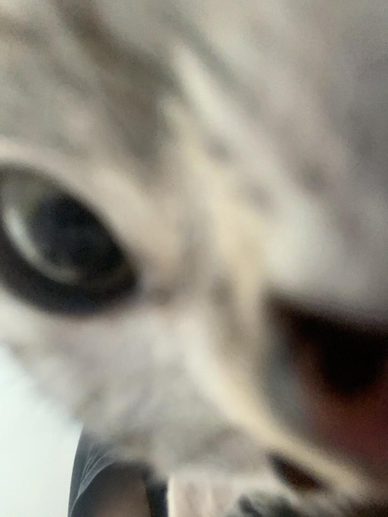 헷