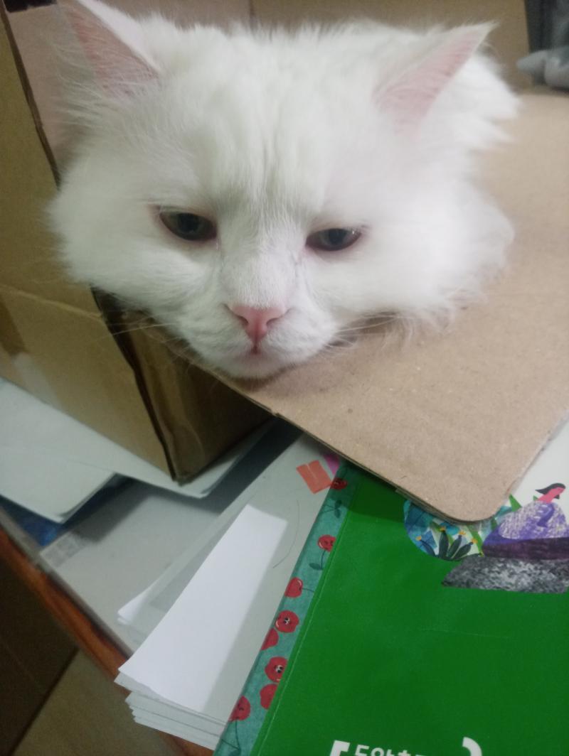 슬픈 초초...... 우리집 둘째야 원래저렇게생겻어