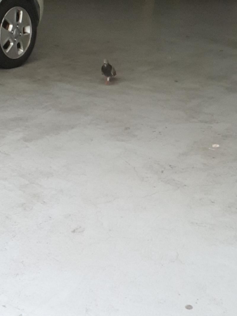 기엽다