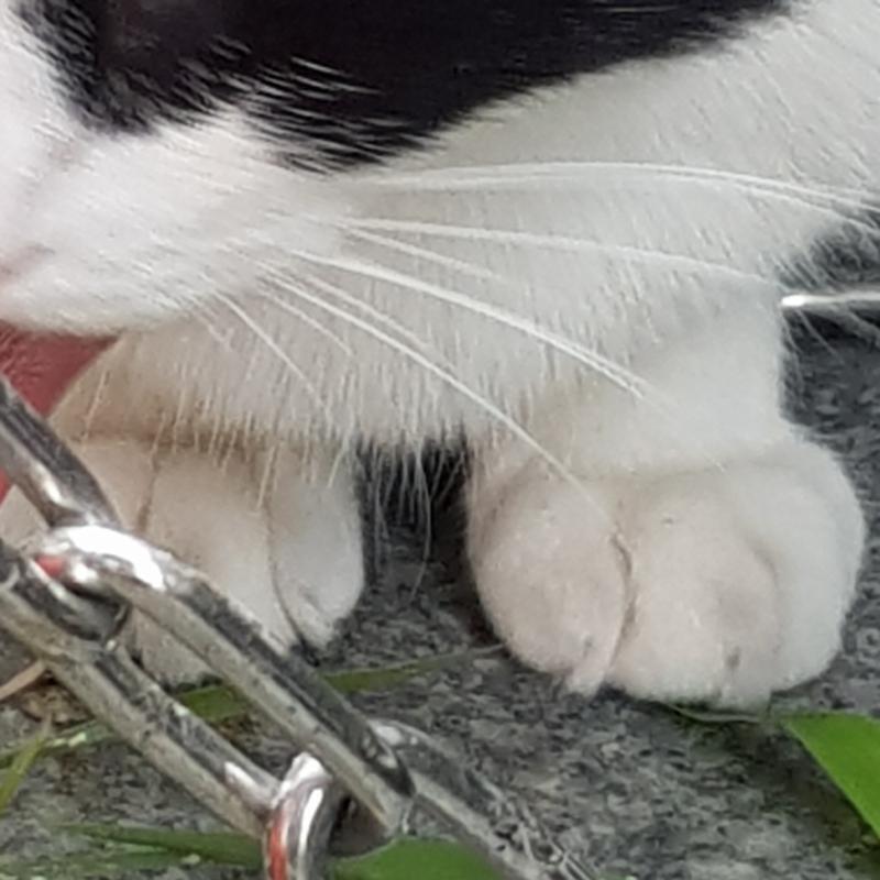 길냥이 혀랑 발!