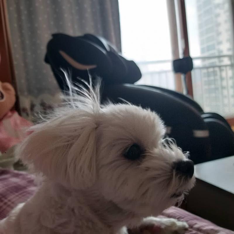 >>4 지금은 털을 안깍ㅇ여서 곰돌이컷마냥 되어있닼ㅎㅋㅎㅋㅎㅋㅎ