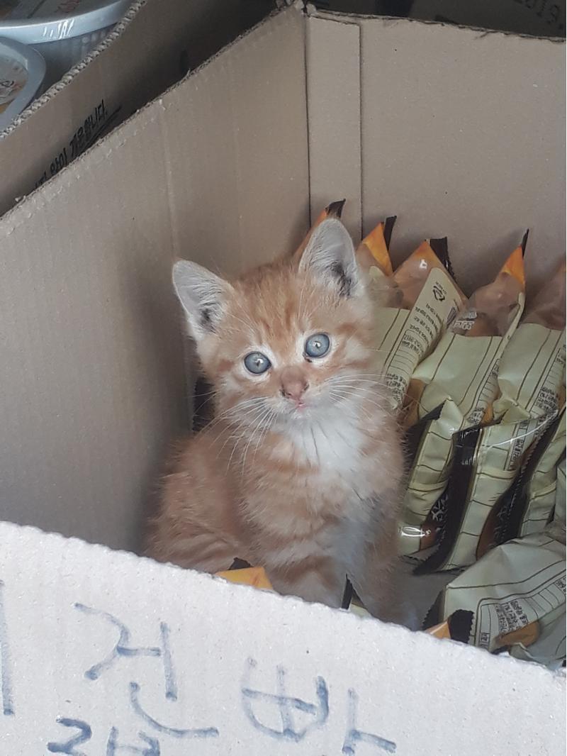 슈퍼 건빵박스에 들어간 길냥이