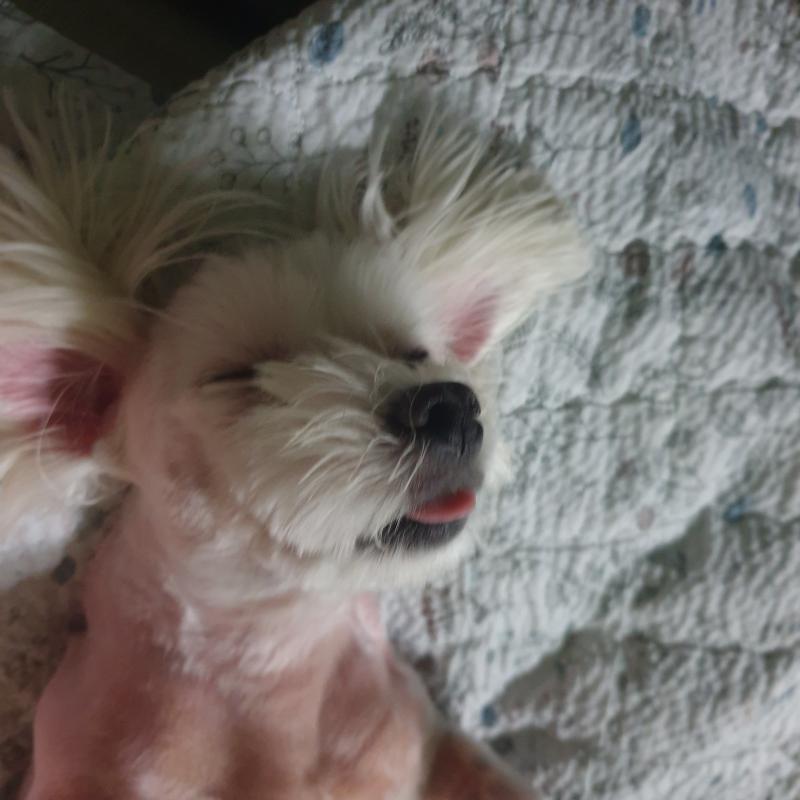 왜이렇게 등치 크게나왔지 소형 큐트 멍멍인데