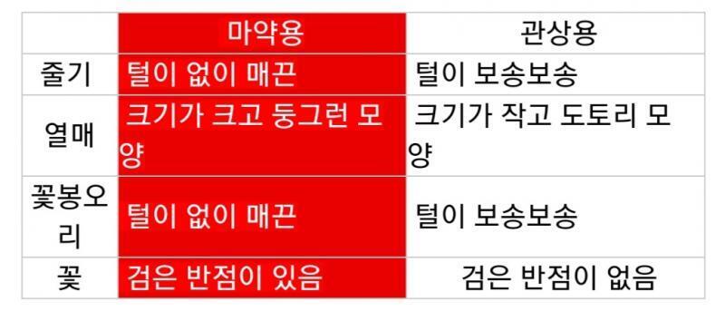 털이 줄기에는 조금 있는데 꽃봉오리에는 없어 근데 도토리 모양이야; 꽃에 반점이 작게 있었는데 이 혼종은 뭐야