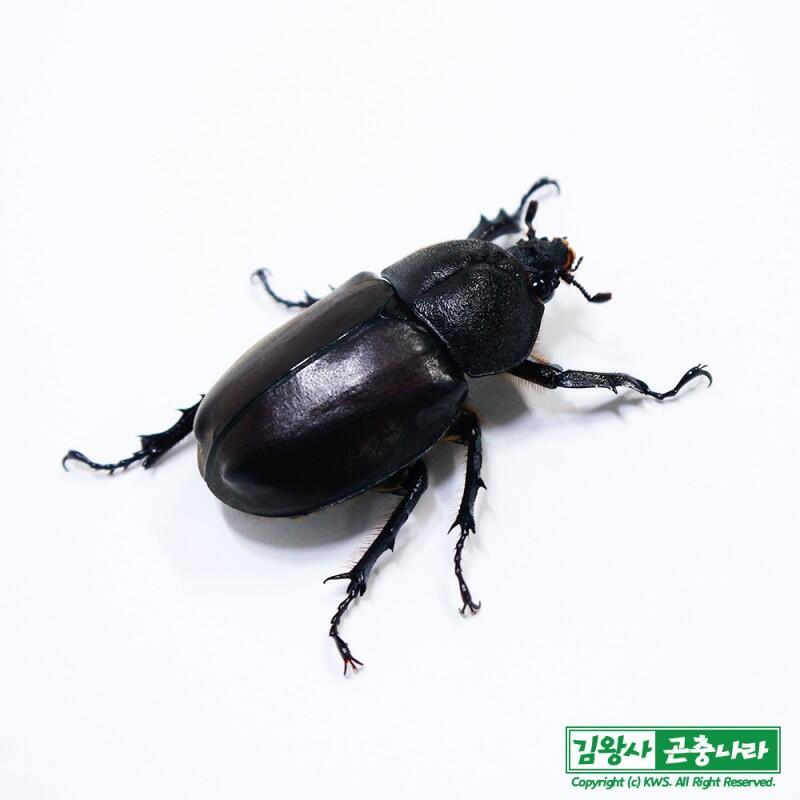 바퀴는 더듬이 훨씬 더 길어...