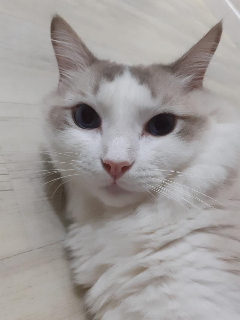 우리집 고양이!