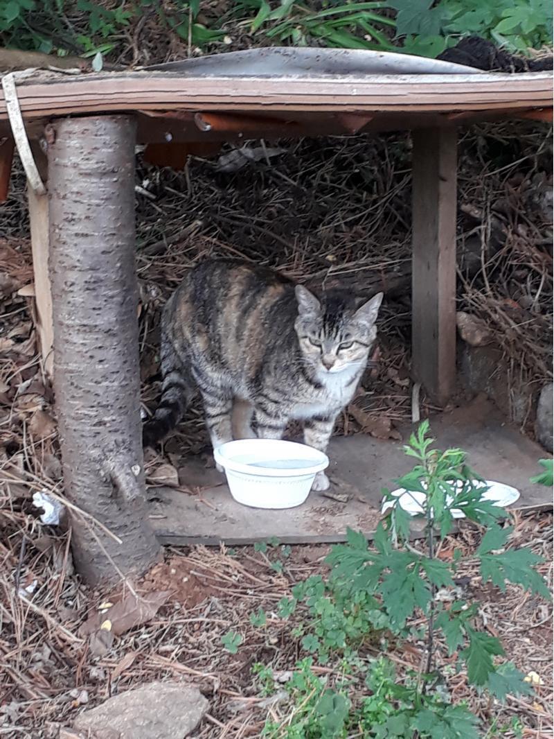 공원길냥이