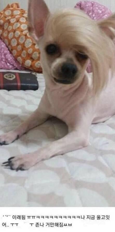 할머니집 미미