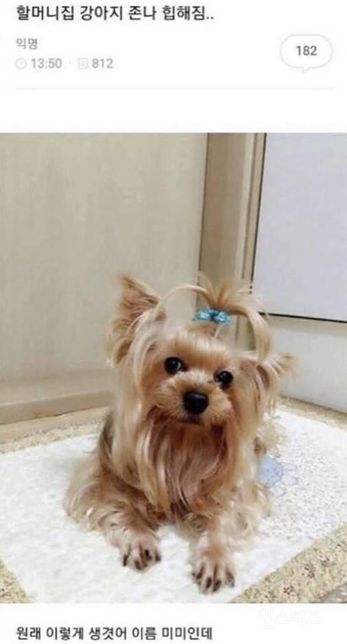 할머니집 미미