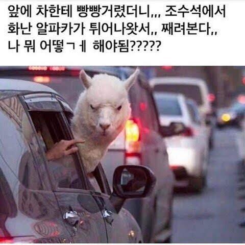 상동염색체