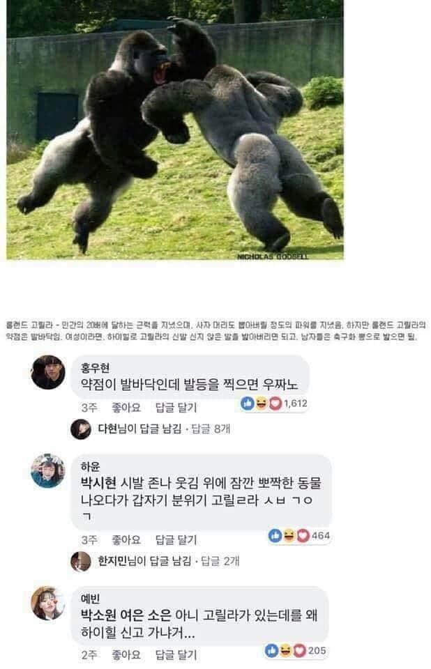 동물제압4