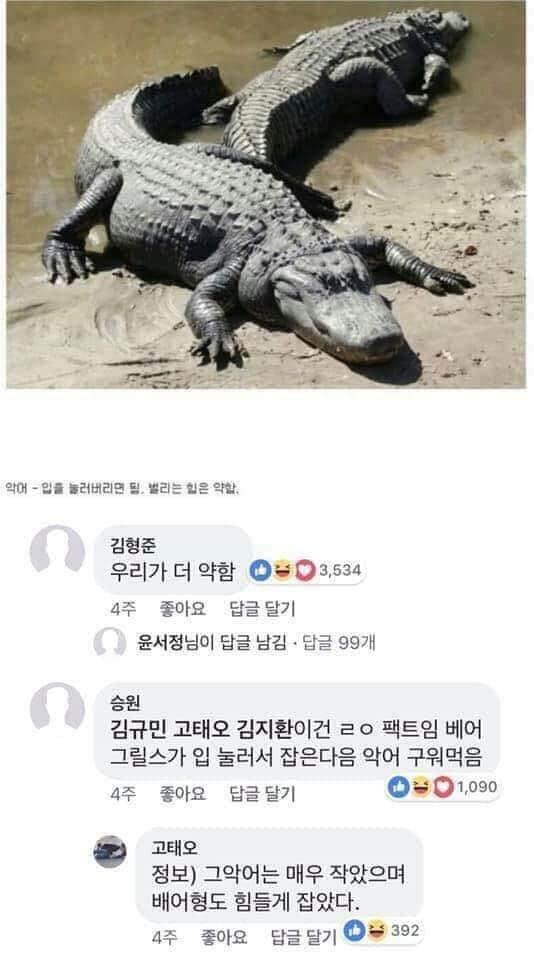 동물재압1