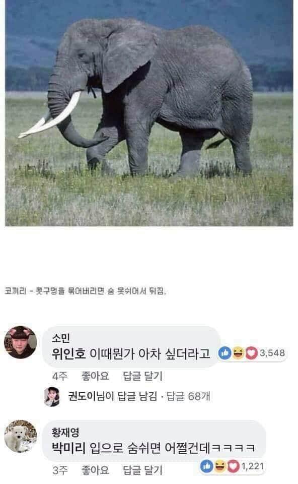동물재압1