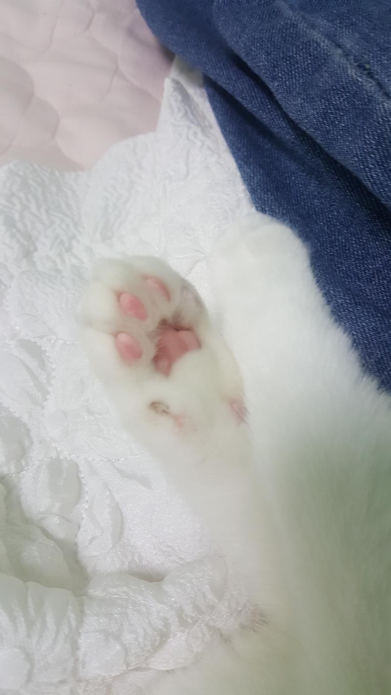 우리집 야옹이 젤리🐾