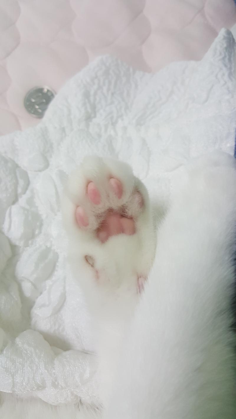 우리집 야옹이 젤리🐾