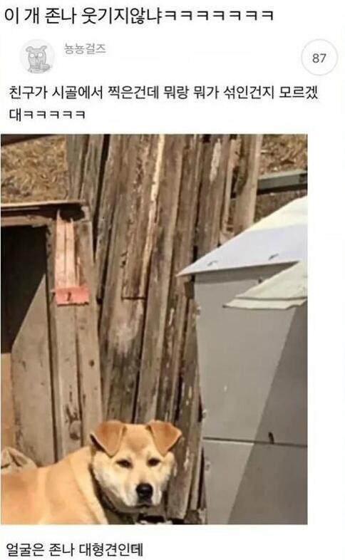 시고르자브종