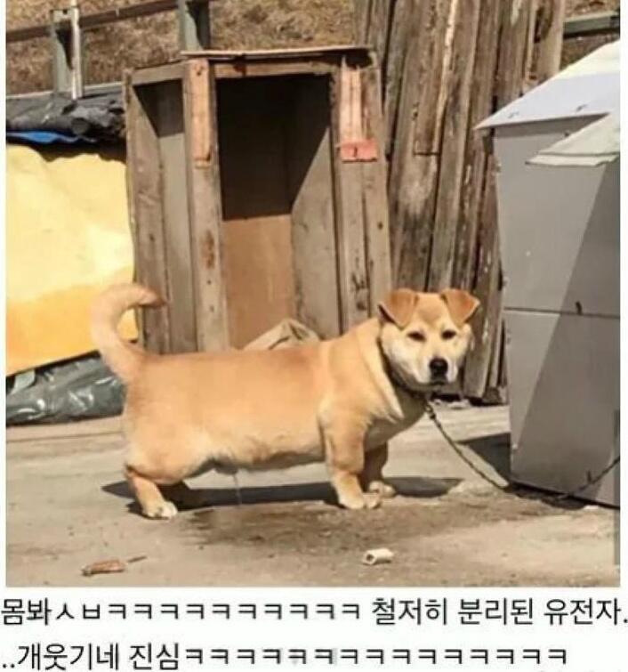 시고르자브종