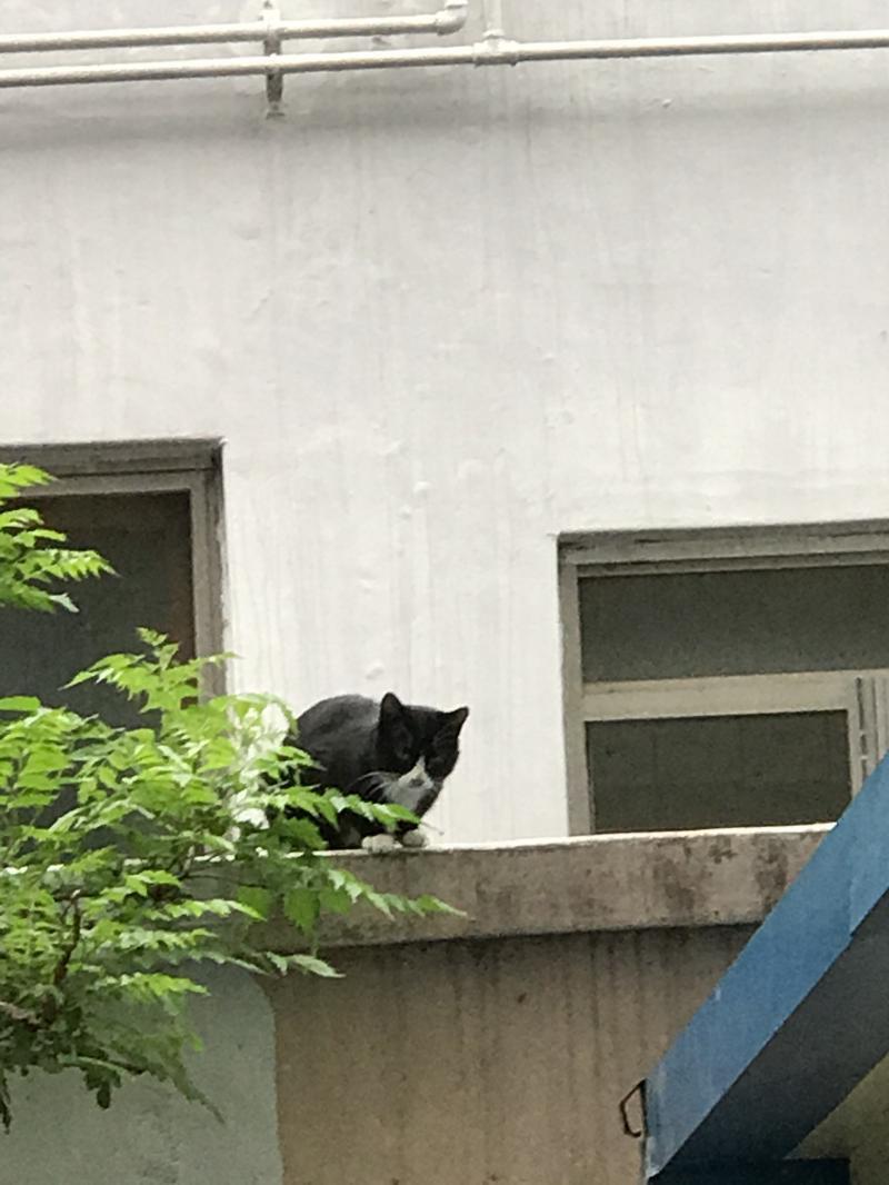 멸치 얻어먹으러 자주 오는 검은애옹도 계속 쳐다봄ㅠㅠ