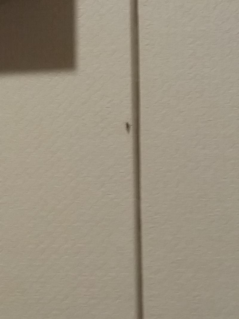 >>15 미안하면 이것 좀 알려줘. 이 벌레는 뭐야..? 날아다니는건 못봤고 계속 위로 기어가던데. 조금 긴 쪽이 꼬리? 부분이야