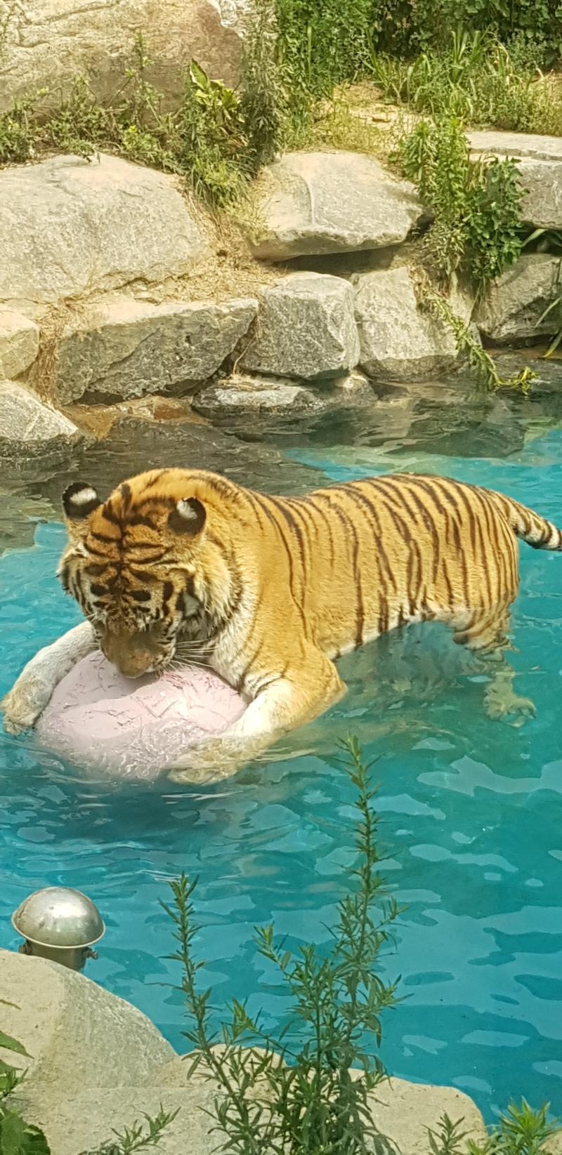 이런 모습보면 귀 만져보고싶...🐯(사진은 내가 찍은거임)