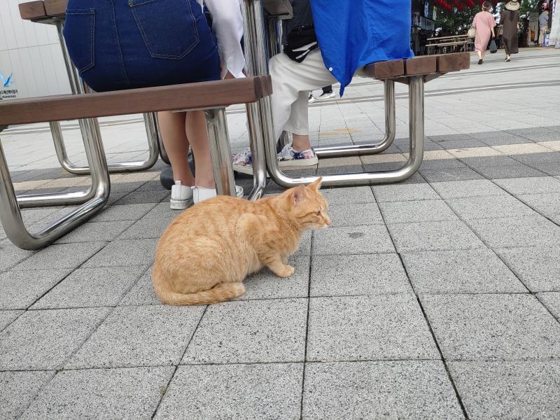치즈냥이들