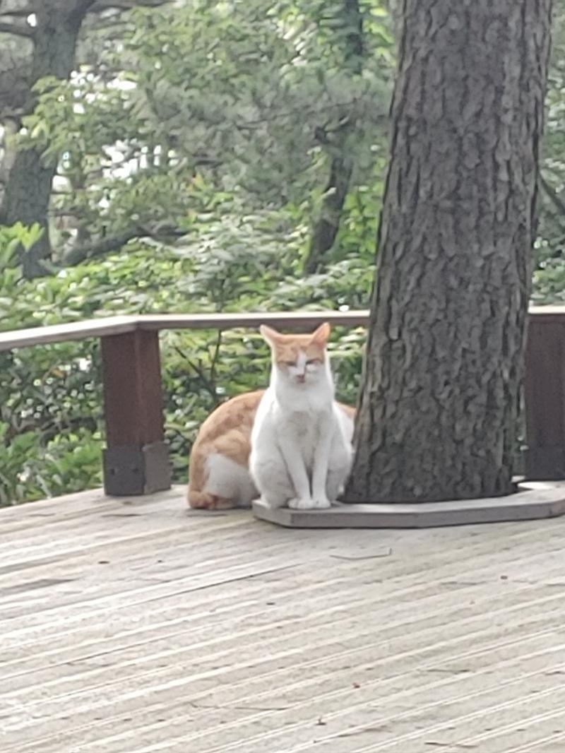 치즈냥이들