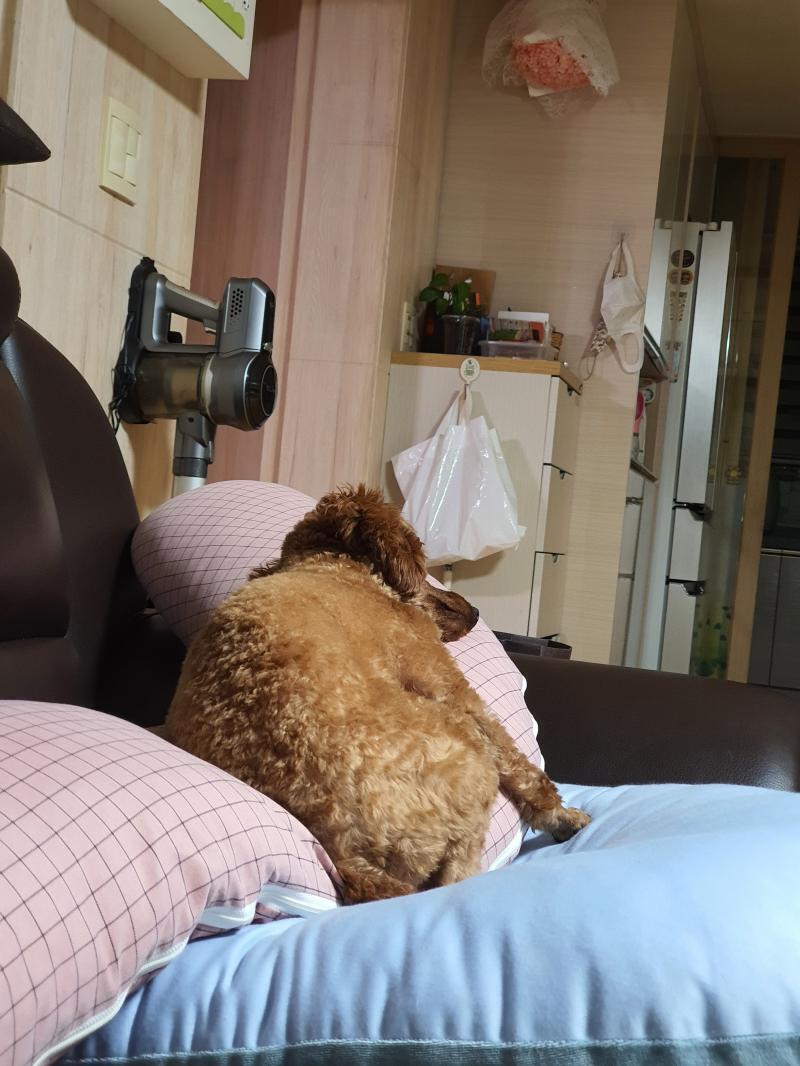 귀엽다!!! 김에 저희집 강아지도 보여드리죠!