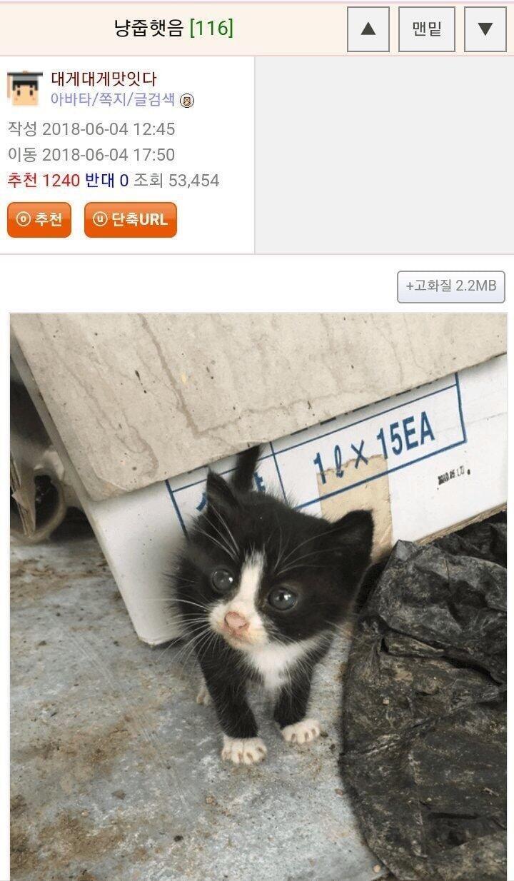 냥줍 레전드