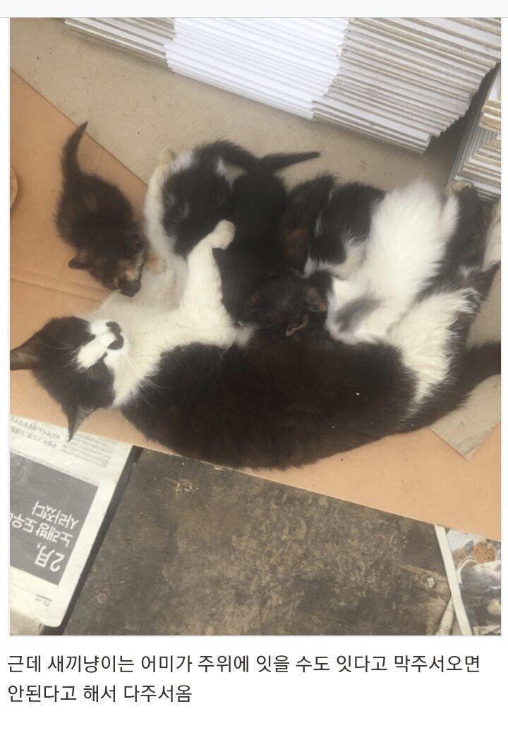 냥줍 레전드