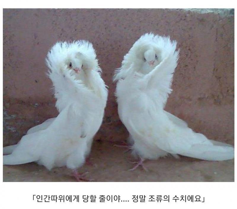 조류들