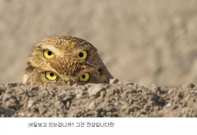 라스트보스 등장신