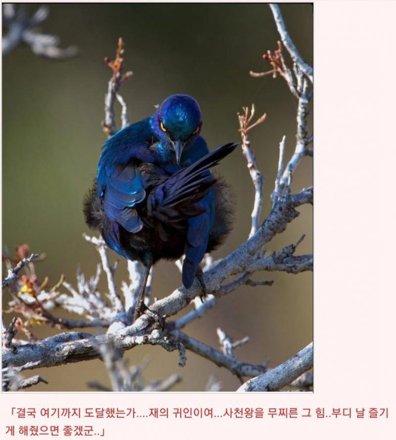 애니 클리셰