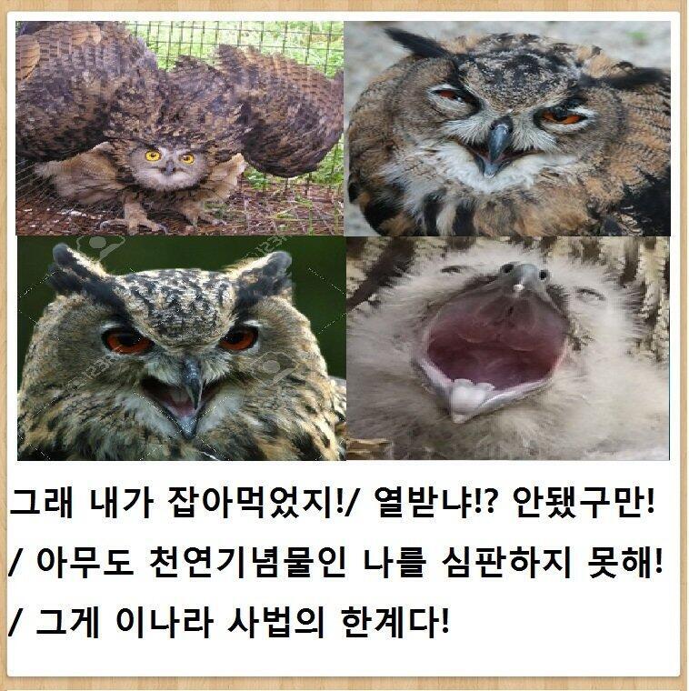 조류들